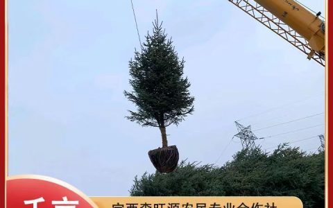 定西市安定区森旺源农业农民专业合作社油松热销，打造千亩云杉苗木新标杆