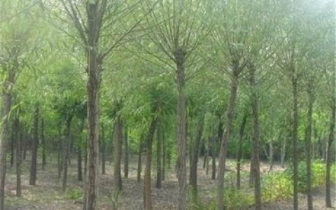 保定郭氏园林绿化工程有限公司推出高品质金叶榆，助力园林景观升级