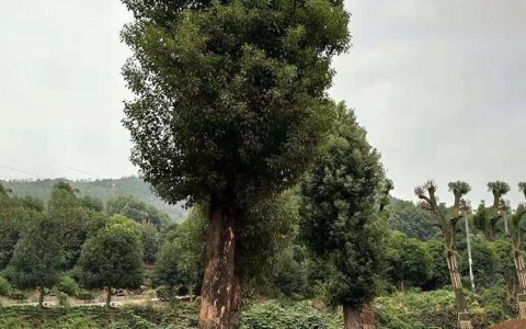 长沙市雨花区杨剑苗圃推出优质樱花树，丰富工程苗品类满足市场需求