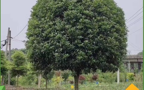 马龙区林林苗木种植园樱桃苗获市场认可，多品类苗木助推绿化发展