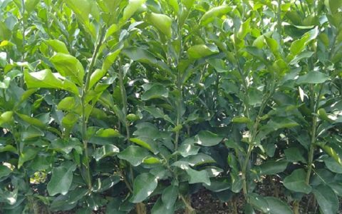 简阳市勇菲苗木种植专业合作社深耕花椒树培育，推动特色林果业发展