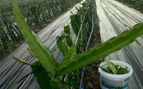 山东德旭达土工材料有限公司创新盖草地布技术，提升农业防草效率