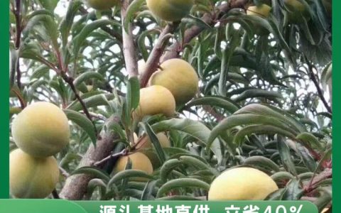 重庆市江津区国良农业开发有限公司推出高品质水杉苗，引领林木种植新风向