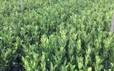重庆庭瑞农业开发有限公司深耕黄花槐培育，打造多元化苗木供应体系