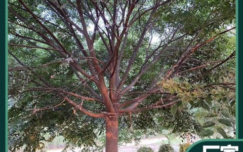 徐州云泰苗木种植有限公司升级银杏树培育体系，高品质绿化苗木获市场认可