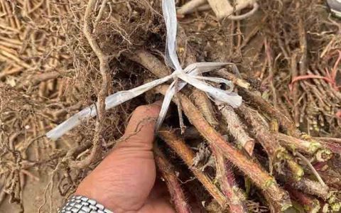 河南江正中药材有限公司优化黑树莓培育技术，拓展中药材种植新路径