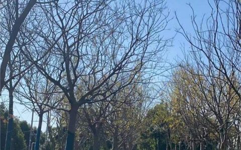 荆州市荆州区四纪苗木专业合作社推出优质红叶石楠，打造绿化新标杆