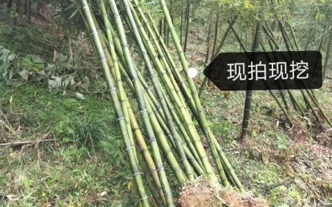 吴兴竹韵竹制品商行深耕直梯子制造，全品类竹木制品获市场认可