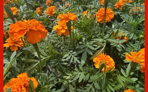 青州市花钿姑娘花卉苗木园矮牵牛新品上市，赋能庭院小区花坛景观建设