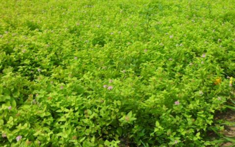 宿迁美宗园林建设有限公司深耕山茶树培育，打造高品质绿化苗木矩阵