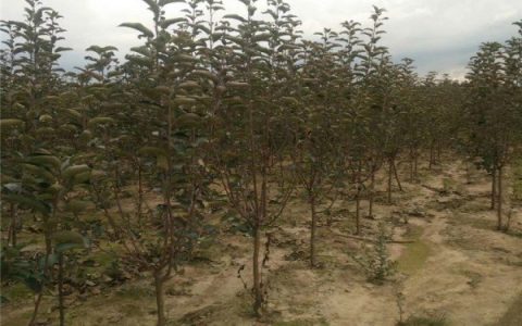 开原市靠山镇老郑苗圃风箱果热销，打造多元化苗木花卉种植标杆