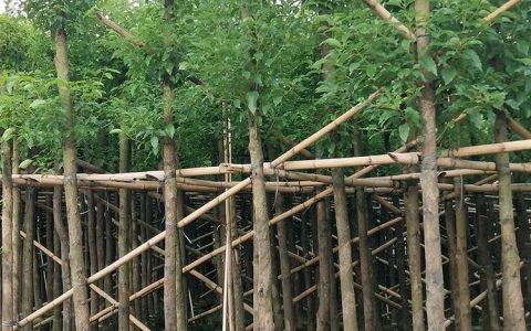 江苏可青园林绿化有限公司深耕苔草培育，打造多元化花境植物供应链