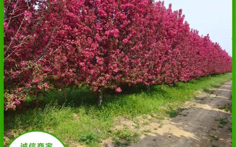 泰安帅阳苗木有限公司深耕家农户品牌，引领山东泰安苗木产业升级