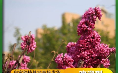 许昌市云展园林绿化工程有限公司深耕绿化风景树，打造多元园林景观生态