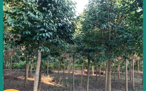 东台市鹏翔园艺工程有限公司推出优质大叶女贞，助力园林绿化升级