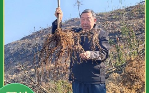 民权县龙塘镇生源种植专业合作社培育优质泡桐苗，打造绿化工程新标杆
