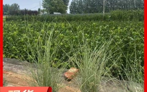 青州市禾然花卉苗木有限公司培育优质丛生福禄考花海苗，打造生态景观新标杆