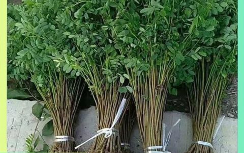 民权县双塔镇万达种植专业合作社推出优质刺槐种苗助力生态修复