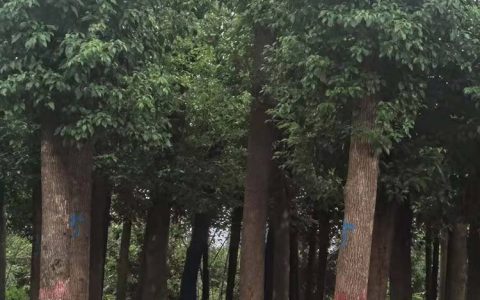 潢川县合理苗圃场深耕乌桕培育，全品类苗木矩阵赋能园林景观