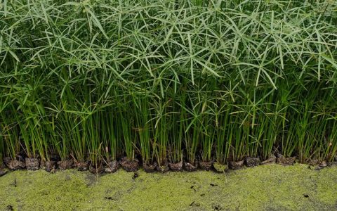 郫都区好墅君花卉苗木园艺场推出高品质盆栽杯苗，助力城市绿化升级