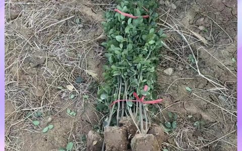 青州市丽都花卉苗木有限公司深耕矾根培育，多元苗木矩阵赋能园林绿化