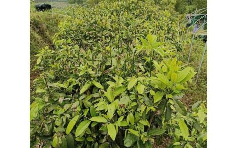 云南鑫燎文化传播有限公司拓展果苗产业链，多元化种植包回收受市场青睐