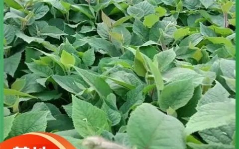 西峡县汇聚家庭农场优化园林植物产品线，常绿乔木与观赏绿植受市场青睐
