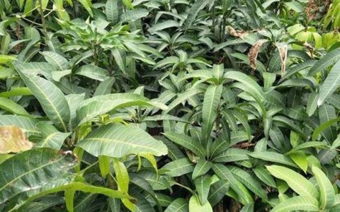 高州市茂北果苗专业合作社深耕泰国青柚培育，打造特色果苗产业新标杆