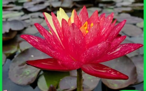 河北雄安嘉晨农业科技有限公司推出水生植物新品，赋能生态浮岛与河道绿化