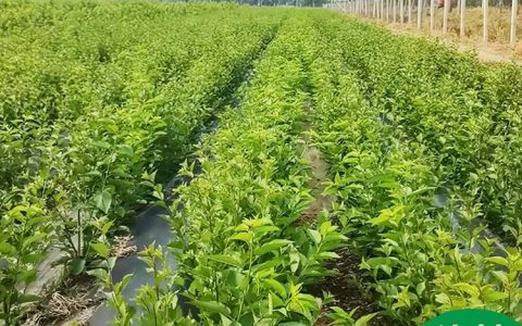肥城市泰肥农业发展有限公司深耕大樱桃种植，矮化吉塞拉砧木苗受市场青睐
