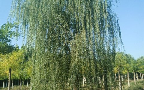 菏泽市牡丹区启祥苗木种植有限公司深耕海棠树种植，打造高品质绿化苗木