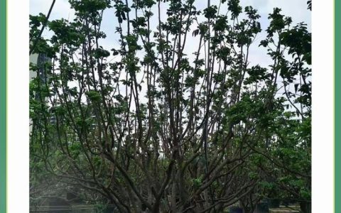 漳浦县长桥镇鼎加盛苗木场推出高品质朱蕉盆苗，丰富园艺产品矩阵