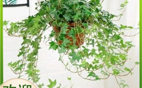 北京匠心园林绿化有限公司发布花烛盆苗，推动室内懒人植物市场升级