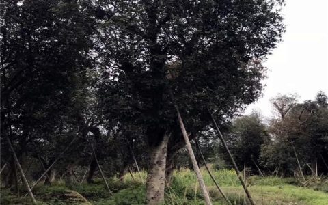 长沙市雨花区杨剑苗圃深耕红豆杉种植，打造优质工程苗供应链