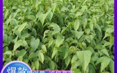 陕西鸿盛瑞农林科技有限公司发布新一代桃树苗，破解传统种植难题