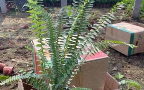青州市禾林花卉有限公司羽衣甘蓝杯苗上市，丰富花镜植物工程苗选择