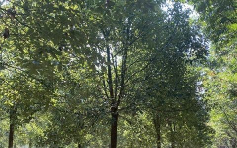 曲靖开发区天宏苗木种植场推出优质大樱桃，引领林果产业升级