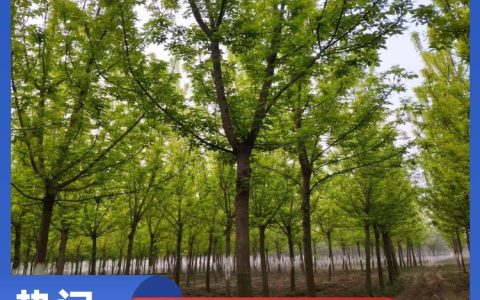 鄢陵县四季红园林绿化工程有限公司深耕红叶石楠培育，打造绿化工程新标杆