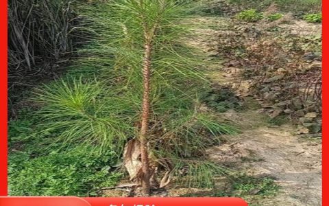 桐柏旺旺苗木种植专业合作社推出优质红叶石楠，引领绿化市场新风尚