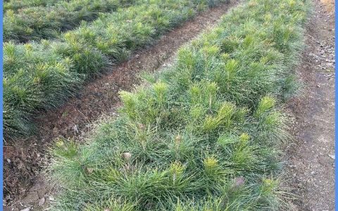九江市柴桑区庐山林木种苗有限公司优质合欢树畅销，赋能市政园林绿化工程