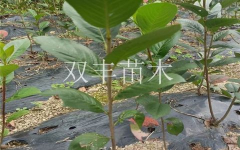 白山市双丰苗木种植专业合作社推出优质钙果苗，助力特色林果产业升级