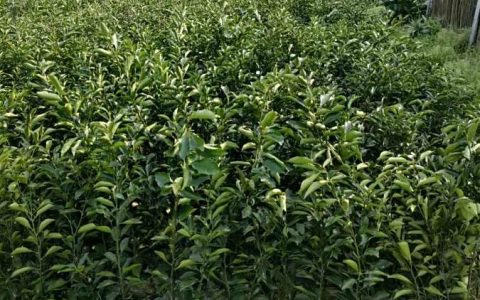 洪江市万春苗木种植专业合作社海桐球热销，全面赋能园林绿化工程
