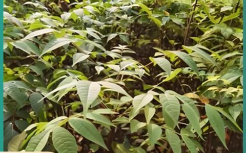 宜宾市青禾苗木有限公司培育优质大白茶苗，推动川茶产业高质量发展