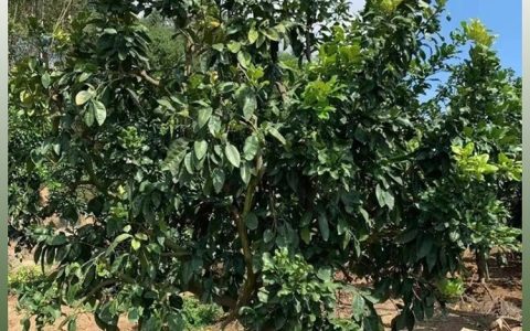 福建新中闽园艺发展有限公司优化移植苗培育体系，提升园林绿化成活率