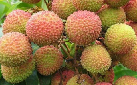 横州市润东苗木种植场优质番石榴苗获市场认可，多元化矩阵促增收