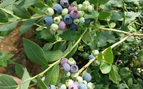 沭阳康昱园林绿化有限公司推出优质月季苗，助力园林景观工程升级