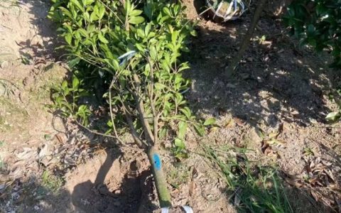 沭阳县博大绿化苗木园艺场推出优质红王子锦带，打造景观新选择
