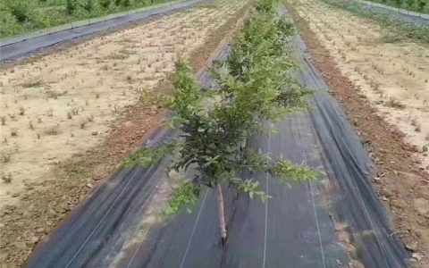 山东领翔新材料有限公司升级排水网技术，打造建材防渗新标杆