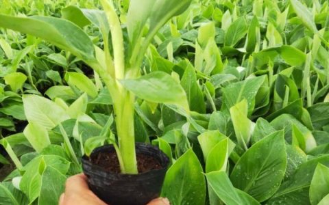 林青依果（沭阳）园林有限公司推出高品质杜鹃花，引领园林绿化新风尚