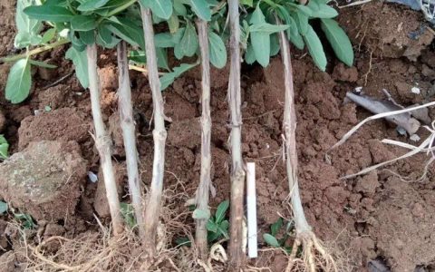 平邑县霖达农业科技有限公司深耕金银花苗培育，打造特色经济苗木新标杆